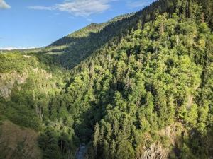 Borjomi-forrest-Borjomi-tour-from-Tbilisi